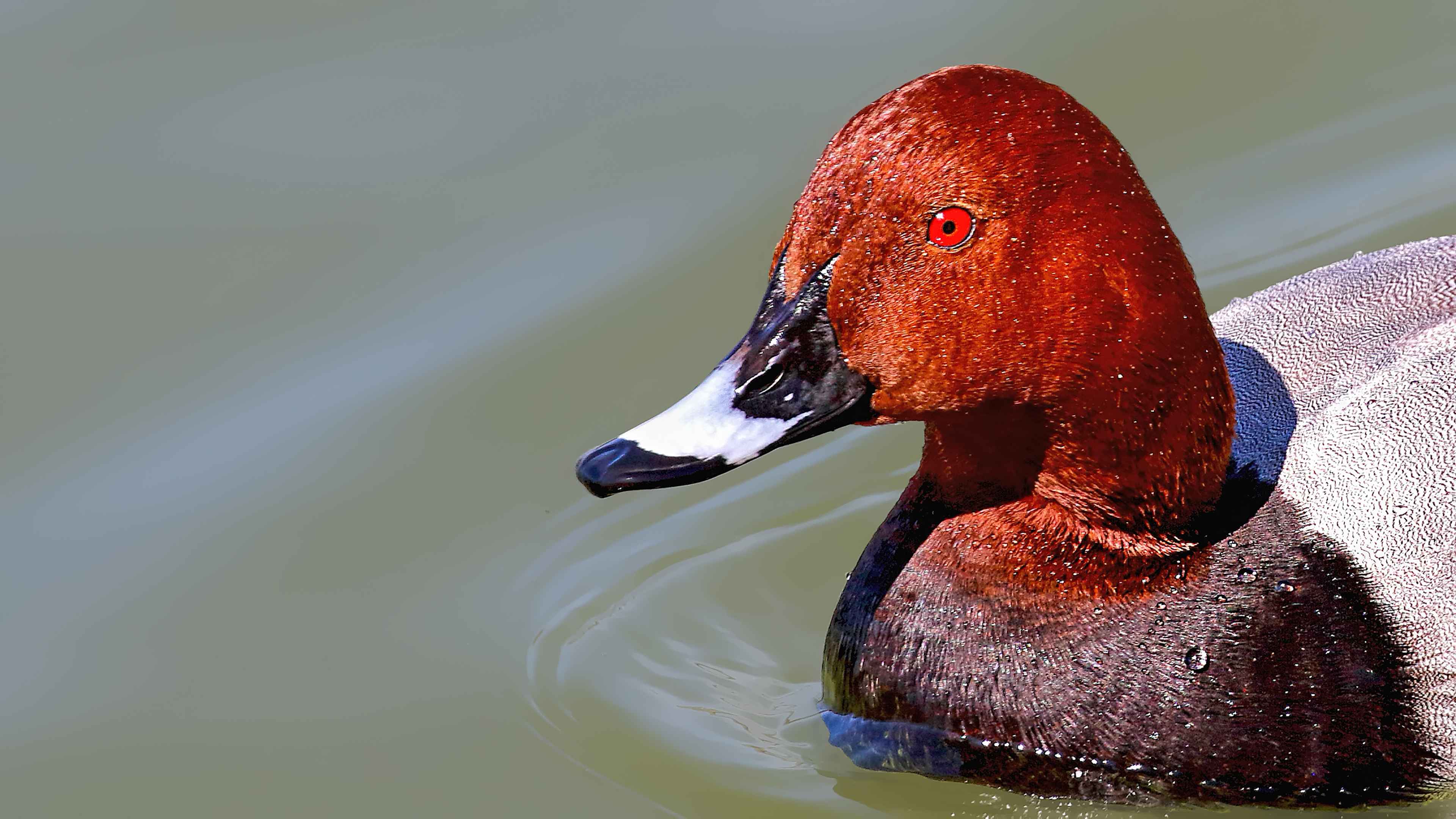Common Pochard